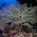 fan_sea_bh_h_0142_pal0673.jpg